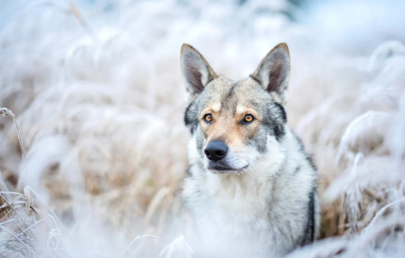 Photo wallpaper winter, frost, look, face, snow, branches, nature, pose