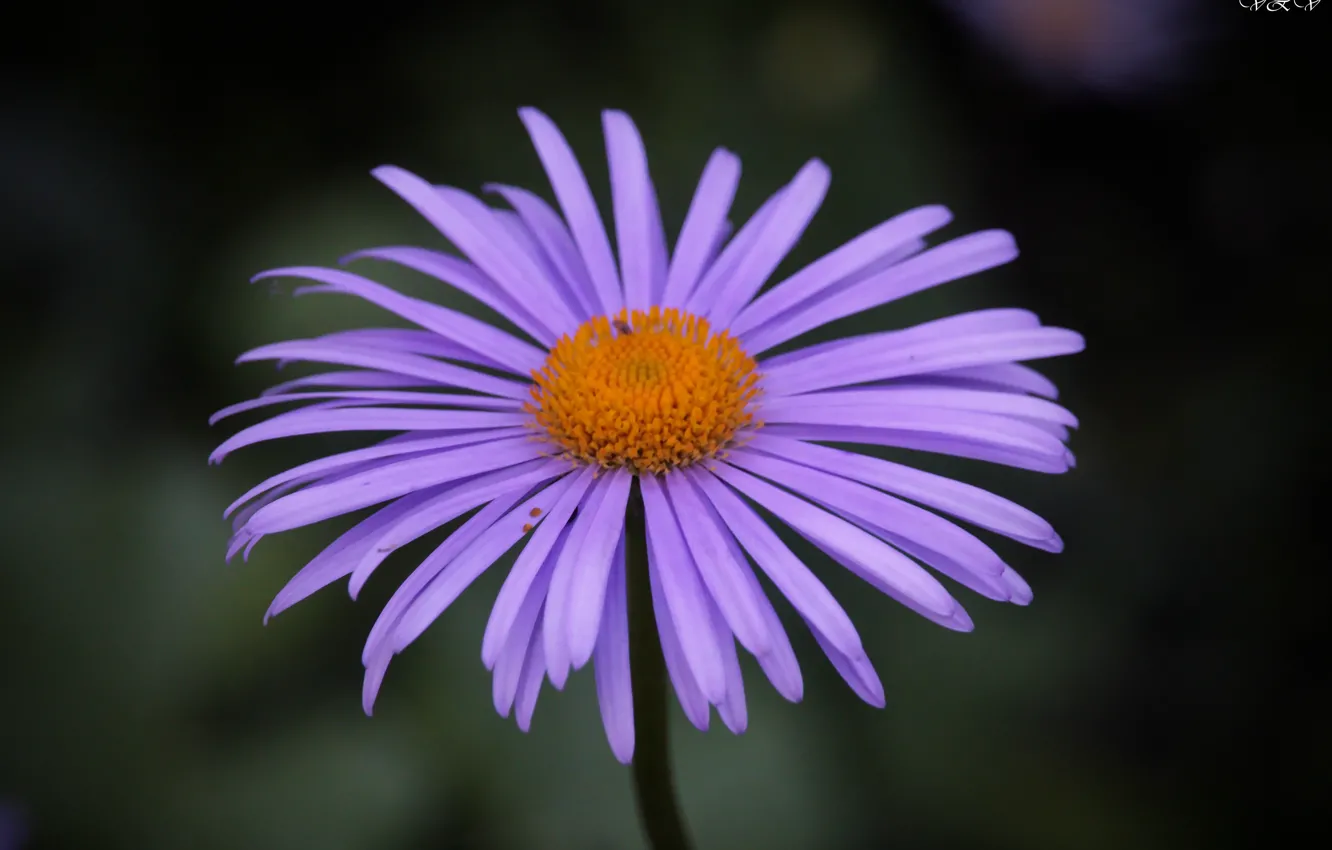 Photo wallpaper summer, flowers, beautiful