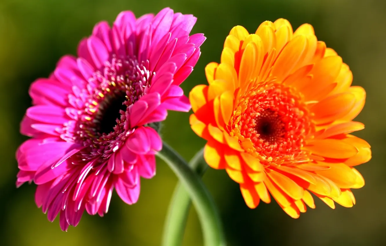 Photo wallpaper flowers, pair, gerbera