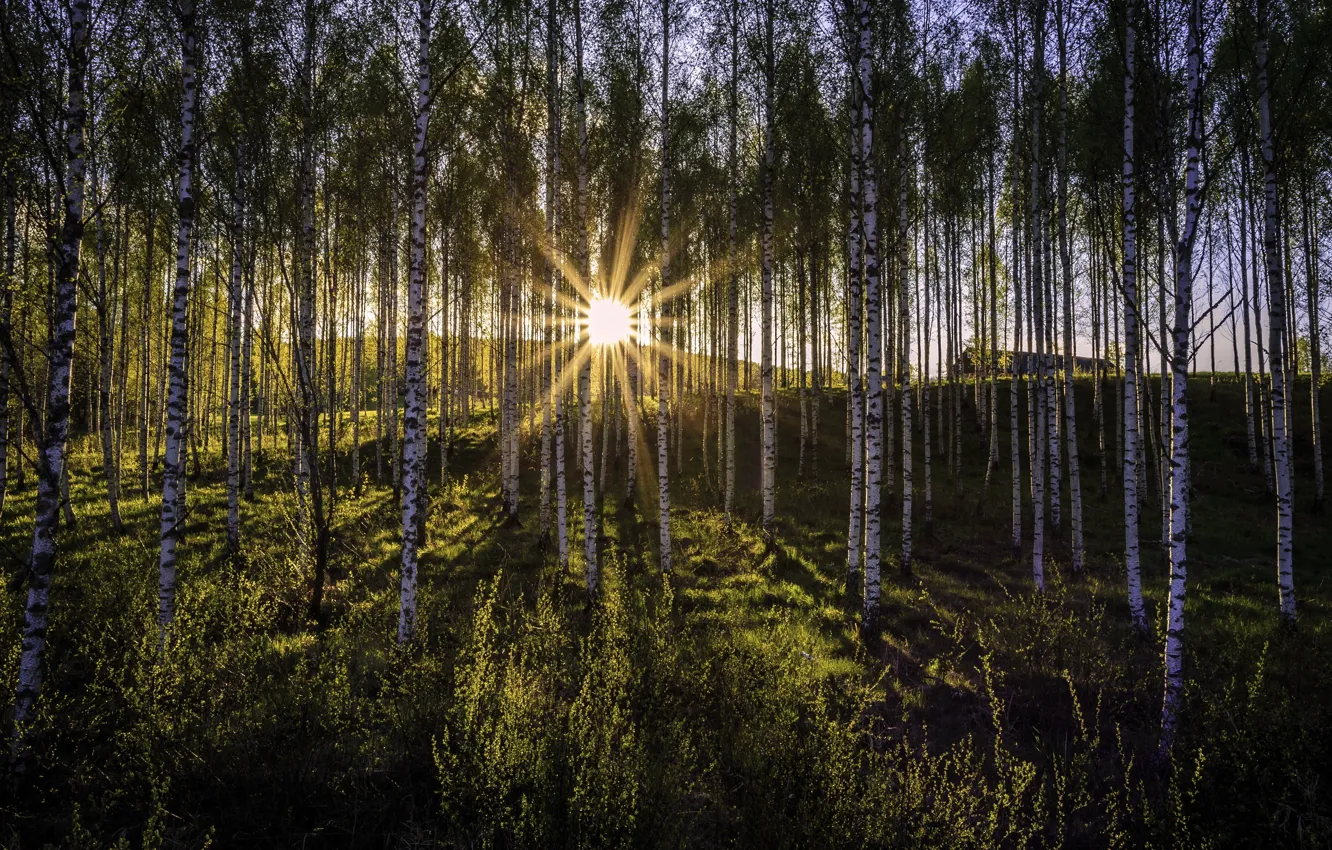Photo wallpaper light, morning, birch