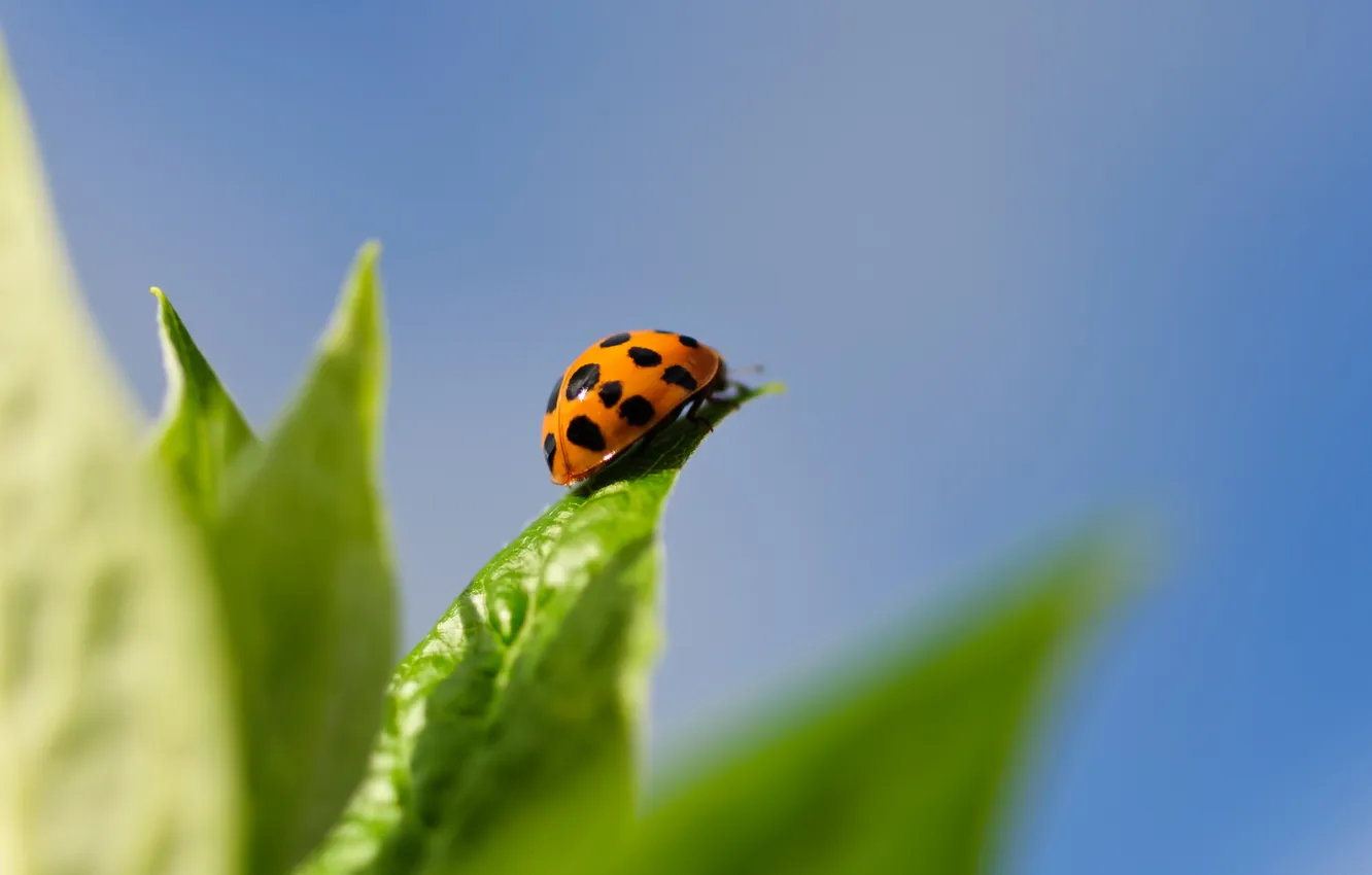 Photo wallpaper leaves, macro, ladybug, beetle, insect