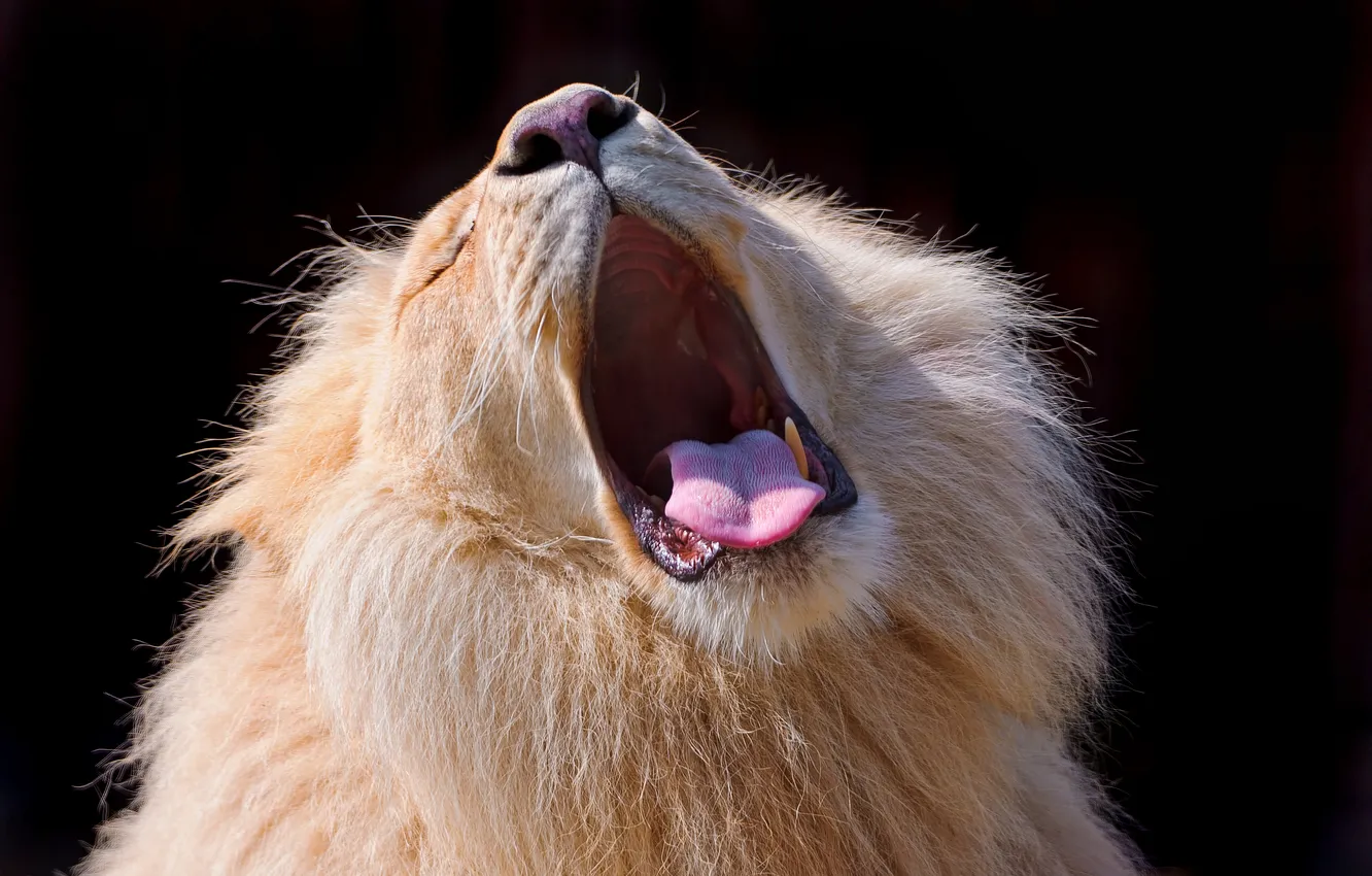 Photo wallpaper language, Leo, yawns, ©Tambako The Jaguar, cat.mane