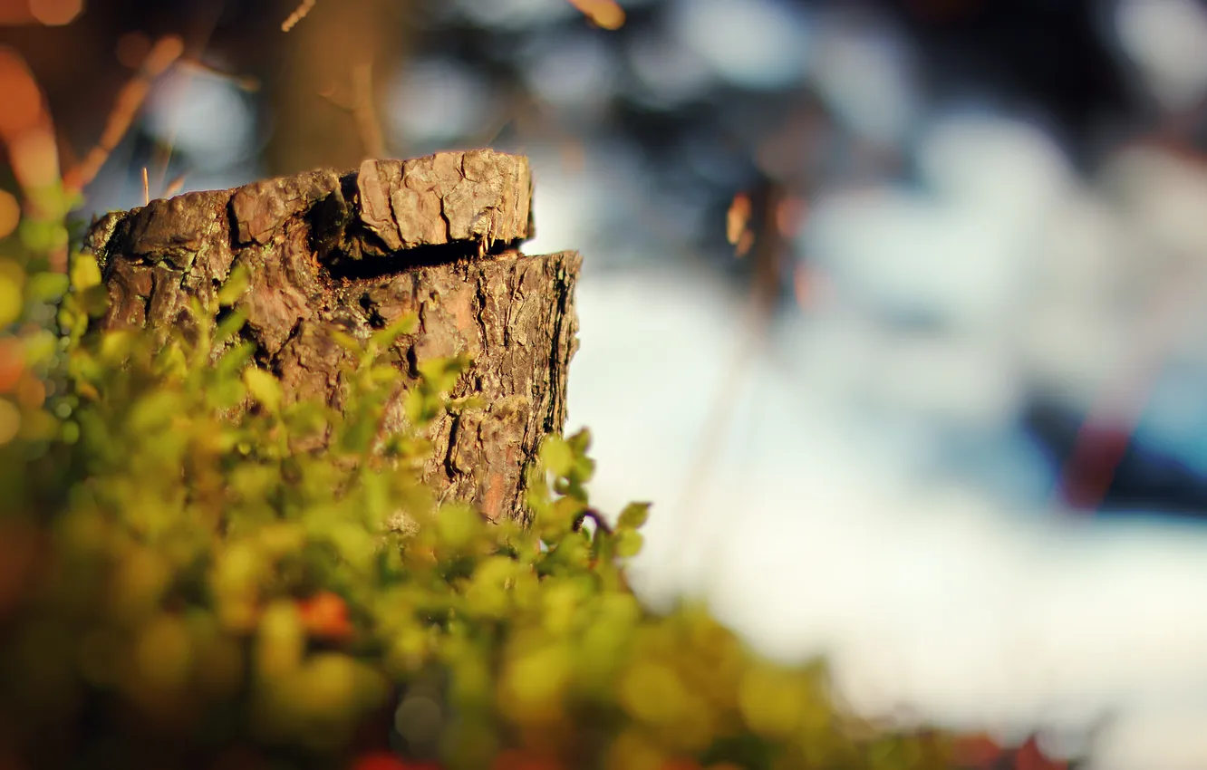 Photo wallpaper grass, the sun, macro, stump, stump, slice, bokeh