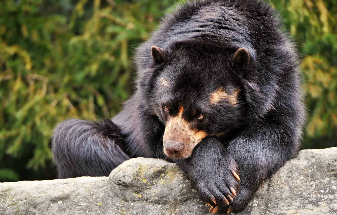 Photo wallpaper eyes, look, black, wool, bear, lies