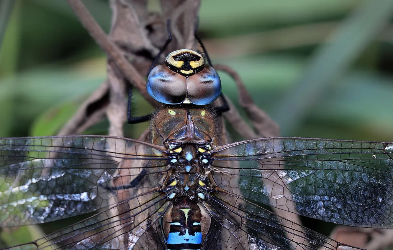 Photo wallpaper wings, head, dragonfly, insect