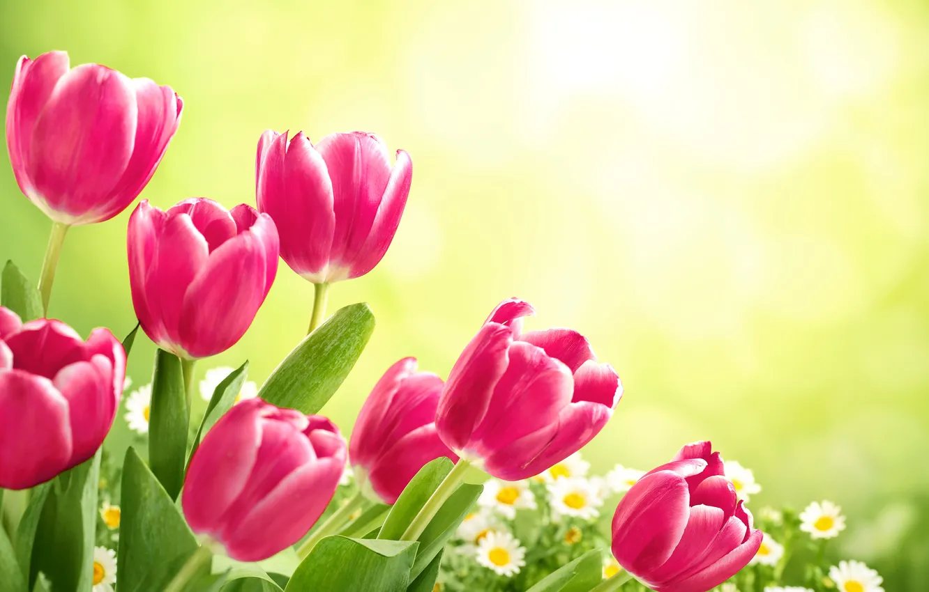 Photo wallpaper flowers, tulips, fresh, flowers, tulips, spring