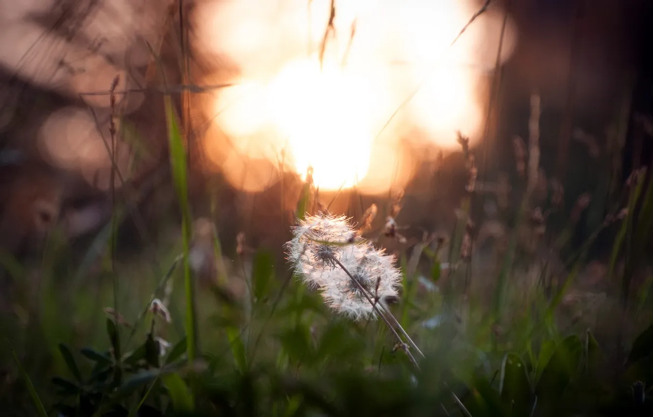 Photo wallpaper nature, dandelion, morning