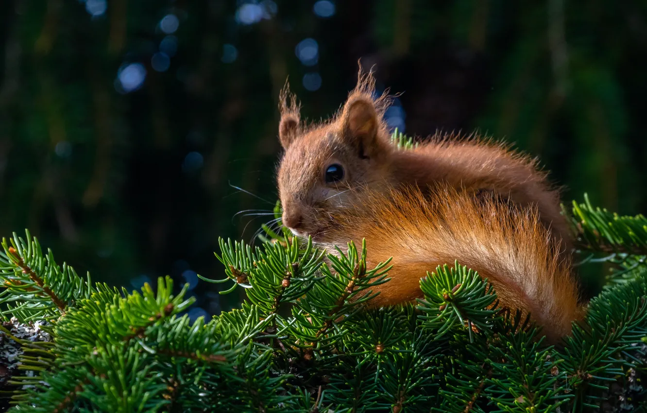 Photo wallpaper spruce, protein, red, rodent