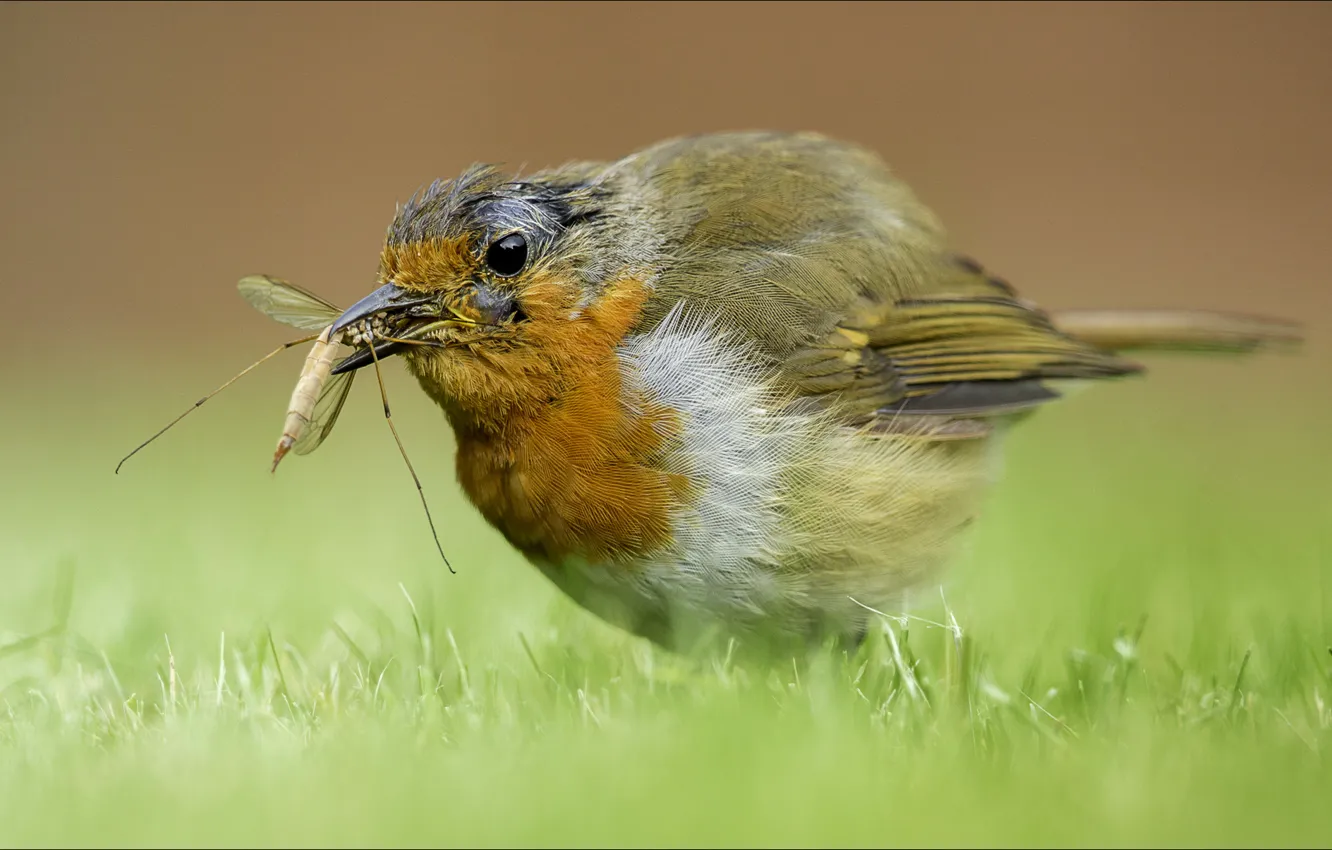 Photo wallpaper grass, bird, eating