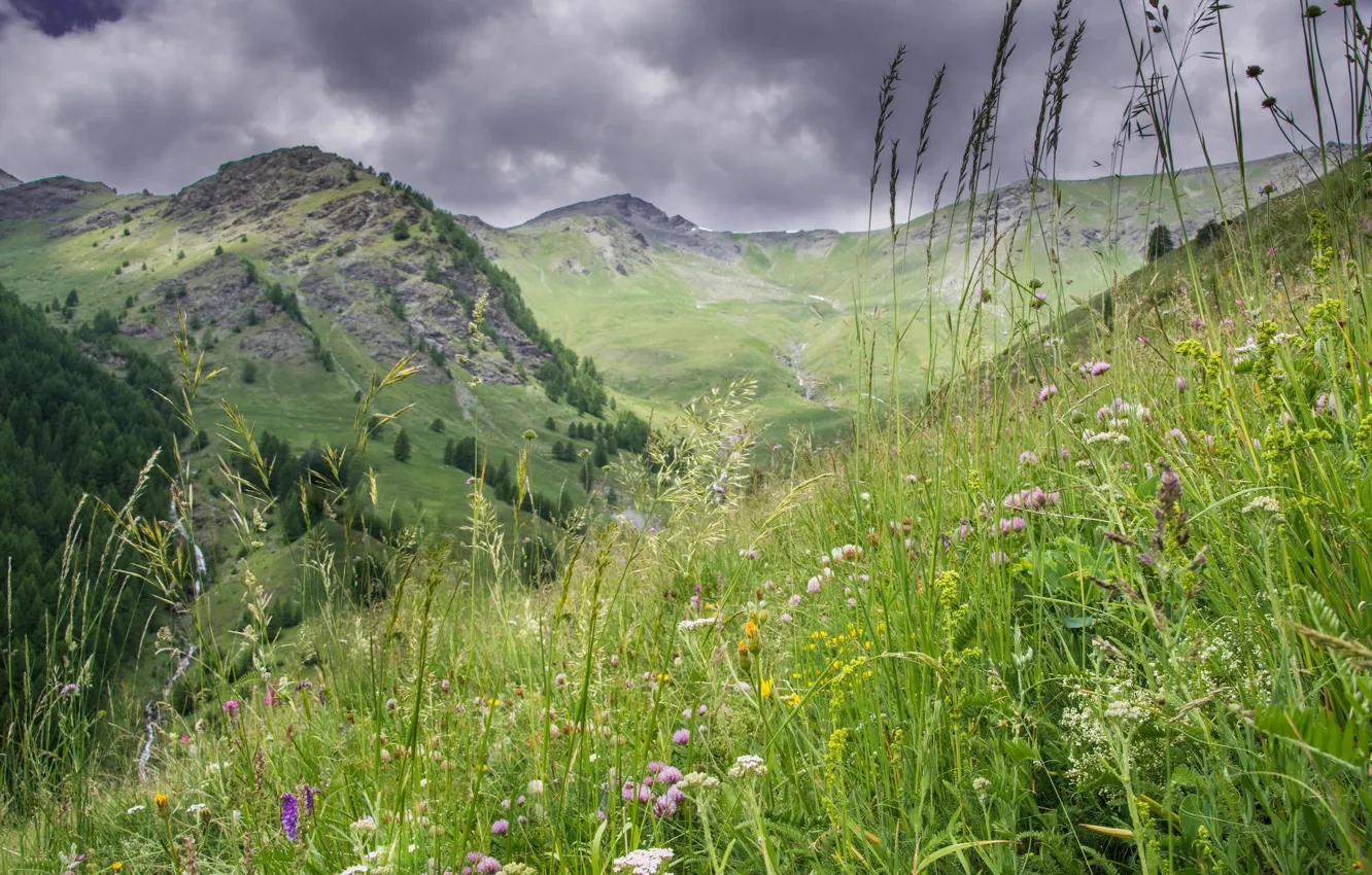 Photo wallpaper grass, flowers, mountains, meadow