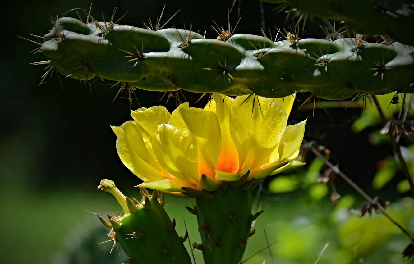 Photo wallpaper Cactus, Yellow flower, Cactus, Yellow flower