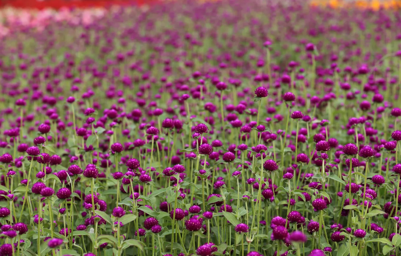 Photo wallpaper field, flowers, nature, clover, flowering
