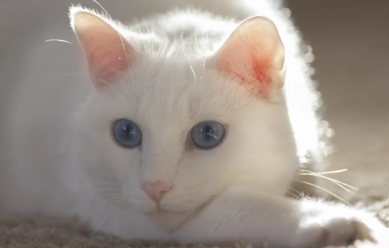 Photo wallpaper cat, eyes, cat, mustache, white