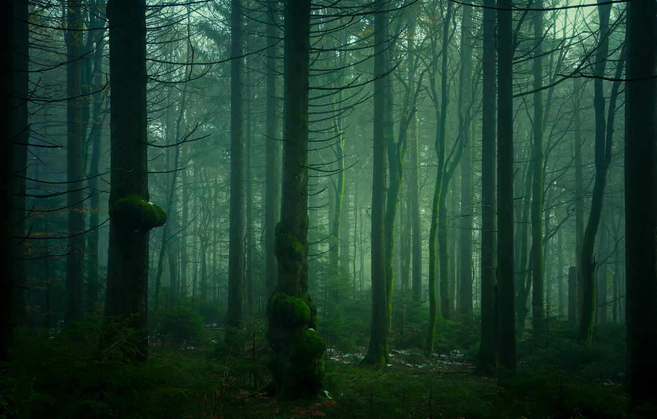 Photo wallpaper forest, trees, branches, fog, trunks, pine, twilight, green tones