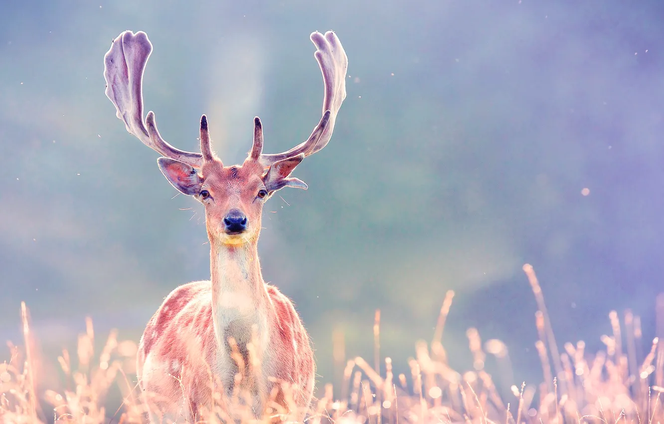Photo wallpaper grass, light, nature, deer, horns