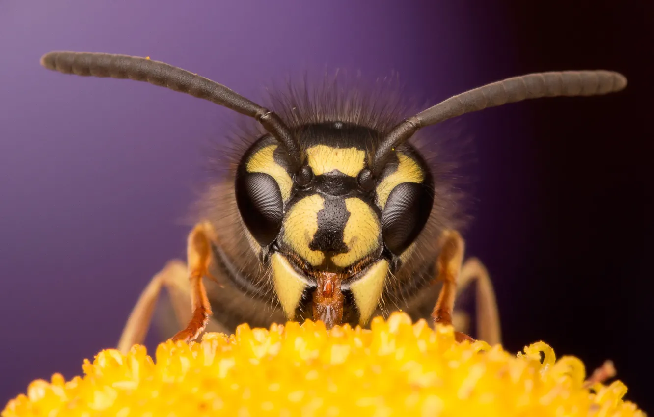 Photo wallpaper flower, eyes, macro, bee, background, muzzle, insect, antennae