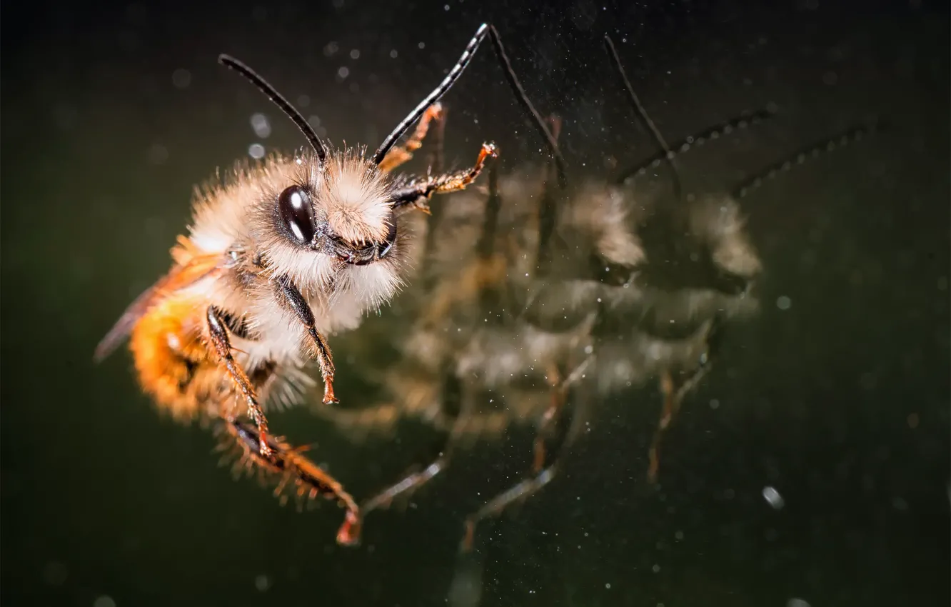 Photo wallpaper glass, reflection, bee
