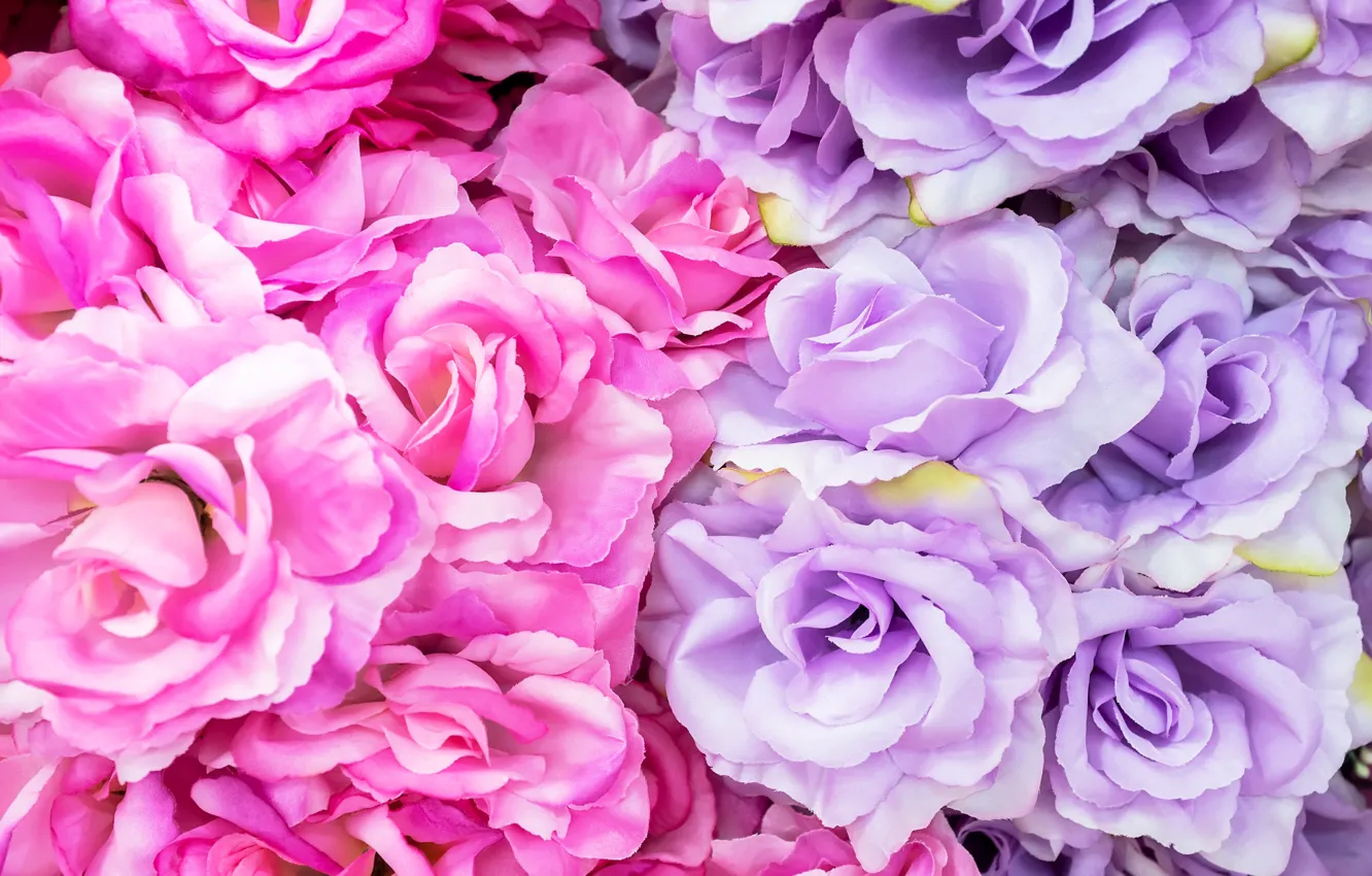 Photo wallpaper flowers, roses, pink, flowers, roses, violet