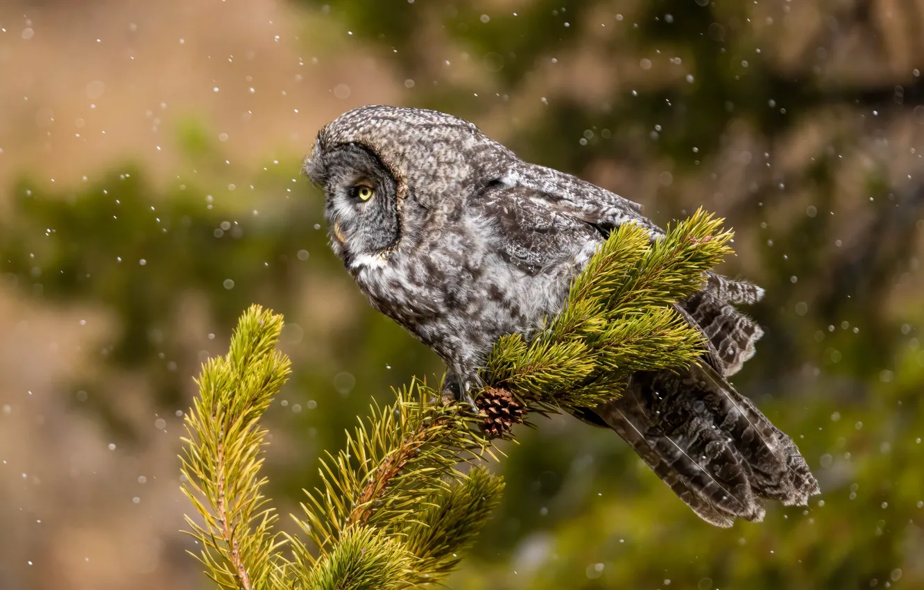 Photo wallpaper snowfall, owl, bokeh, needles, bird, branches, owl