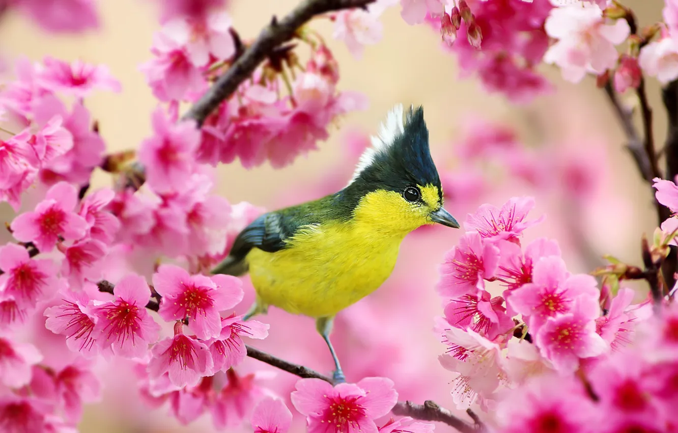 Photo wallpaper flowers, bird, spring, Sakura