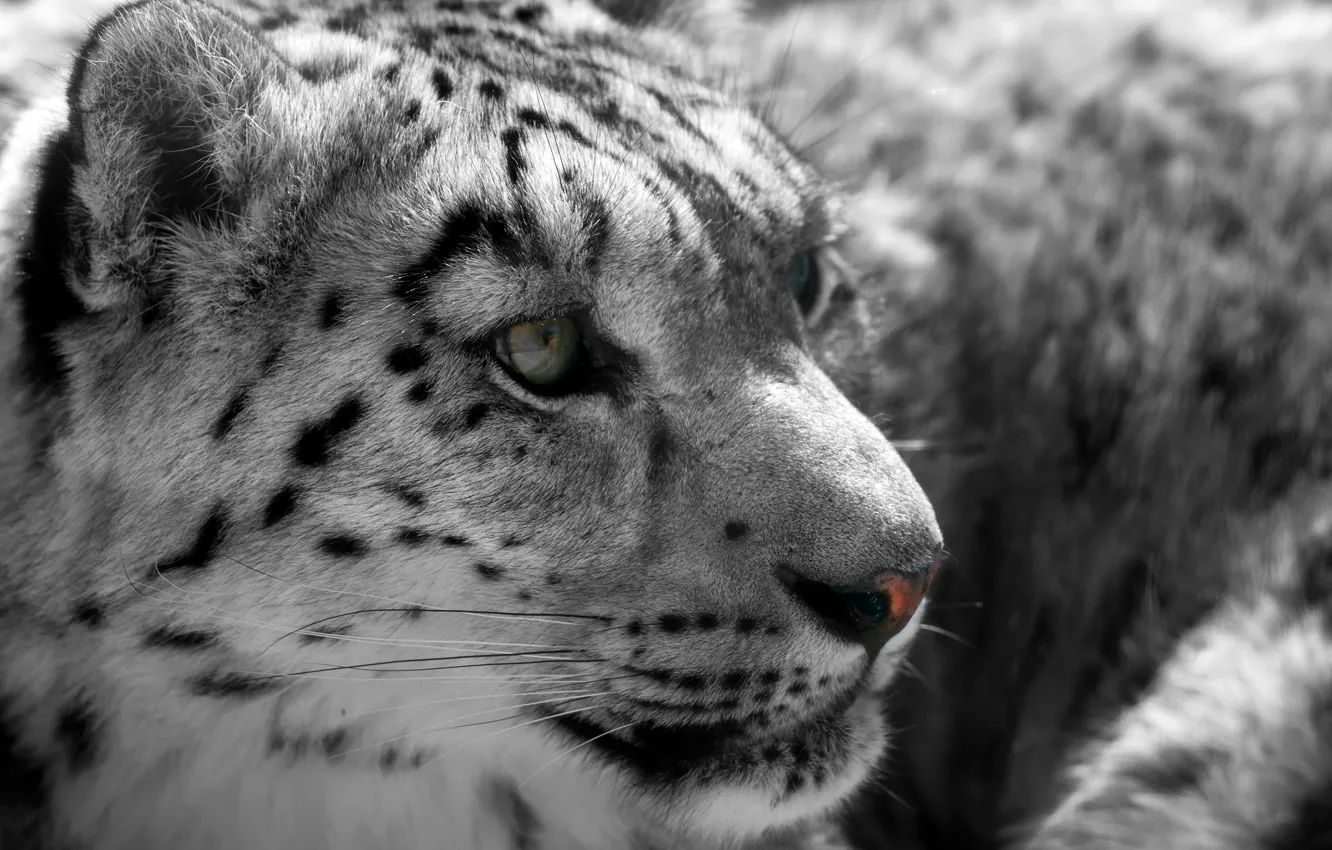 Photo wallpaper face, predator, IRBIS, snow leopard, wild cat