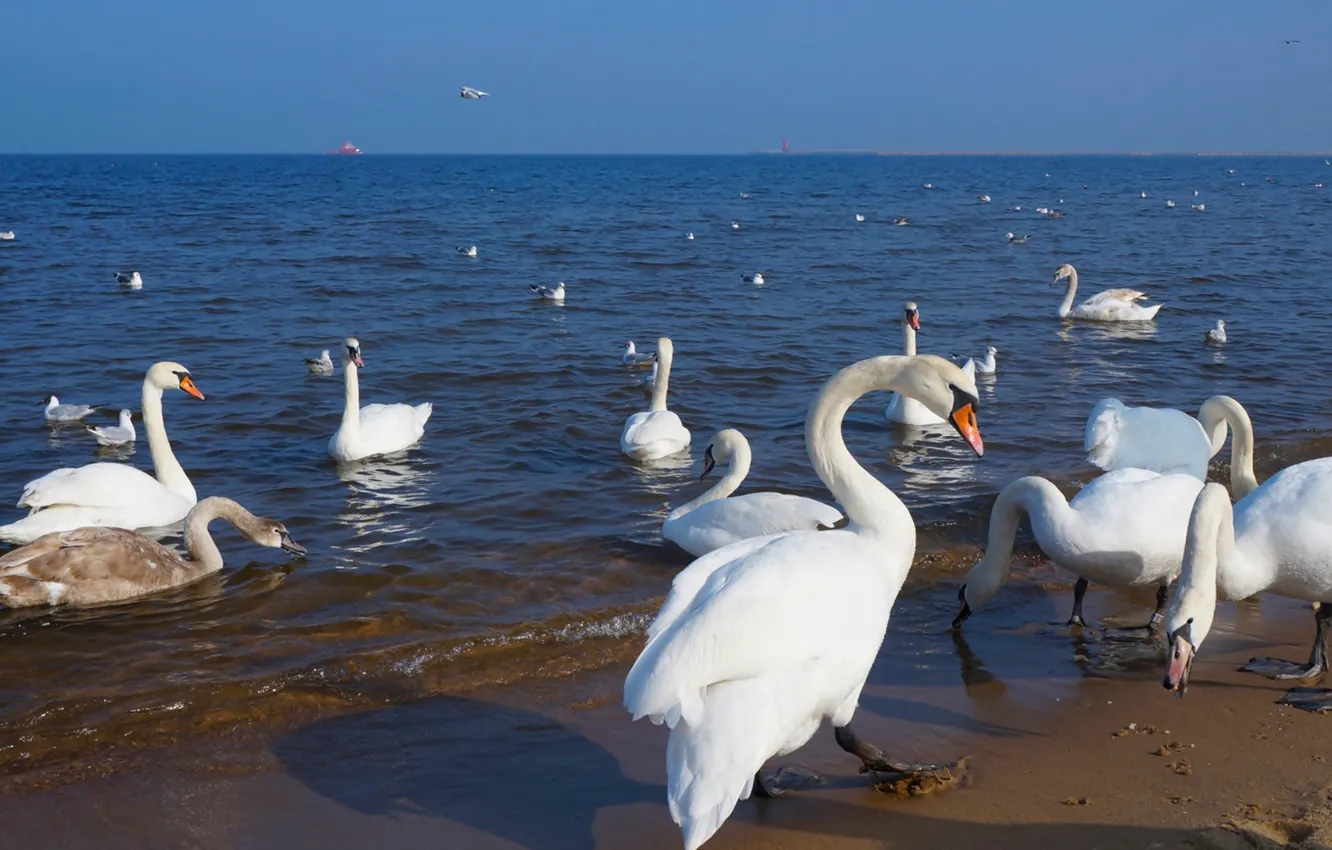 Photo wallpaper beach, swan, sea, ocean, water