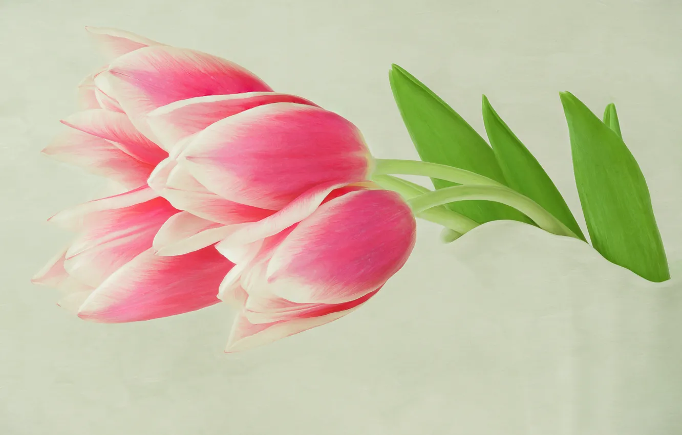 Photo wallpaper background, tulips, buds