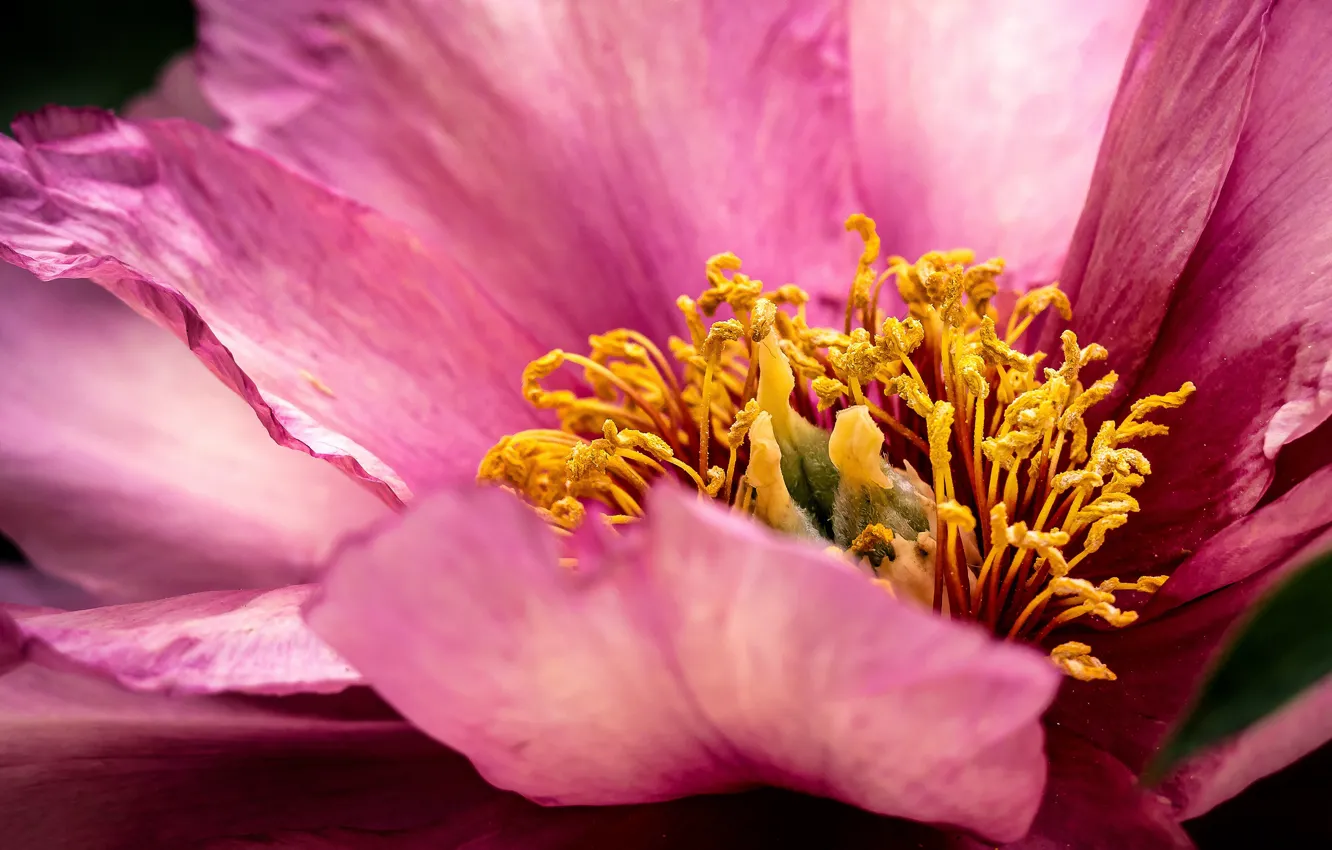 Photo wallpaper flower, macro, pink, petals, stamens, peony