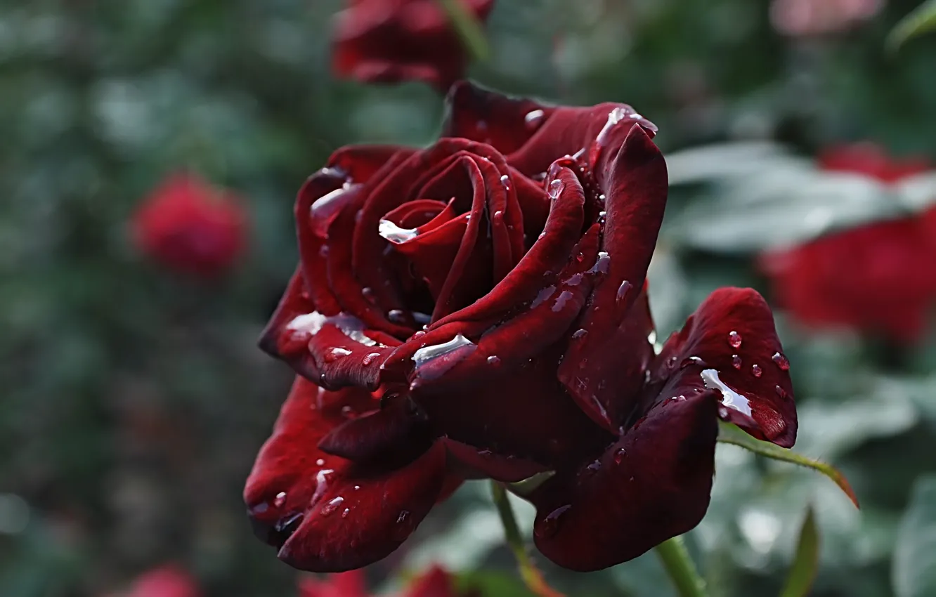 Photo wallpaper flower, rose, water drops
