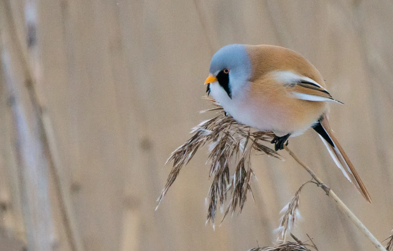 Photo wallpaper nature, bird, Bearded Tits