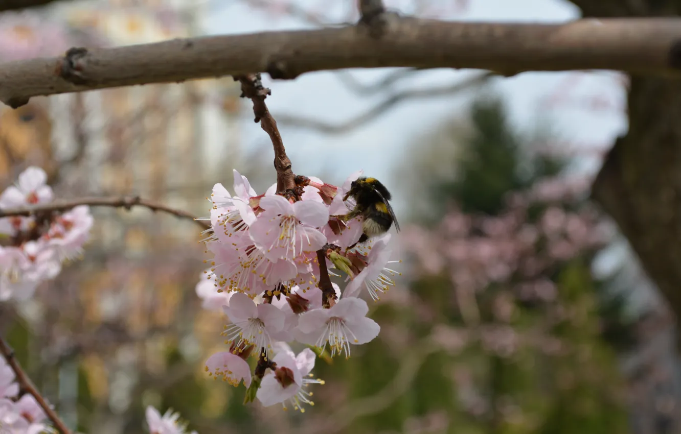 Photo wallpaper bee, pollen, spring, flowering, honey