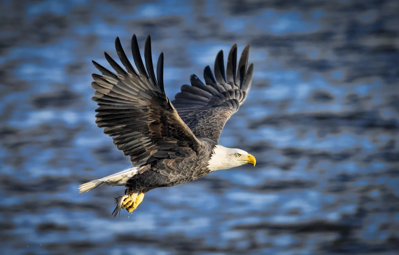 Photo wallpaper flight, wings, fish, predator, mining, bald eagle