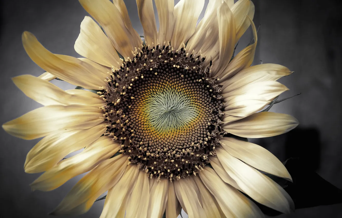 Photo wallpaper sunflower, Flower, petals