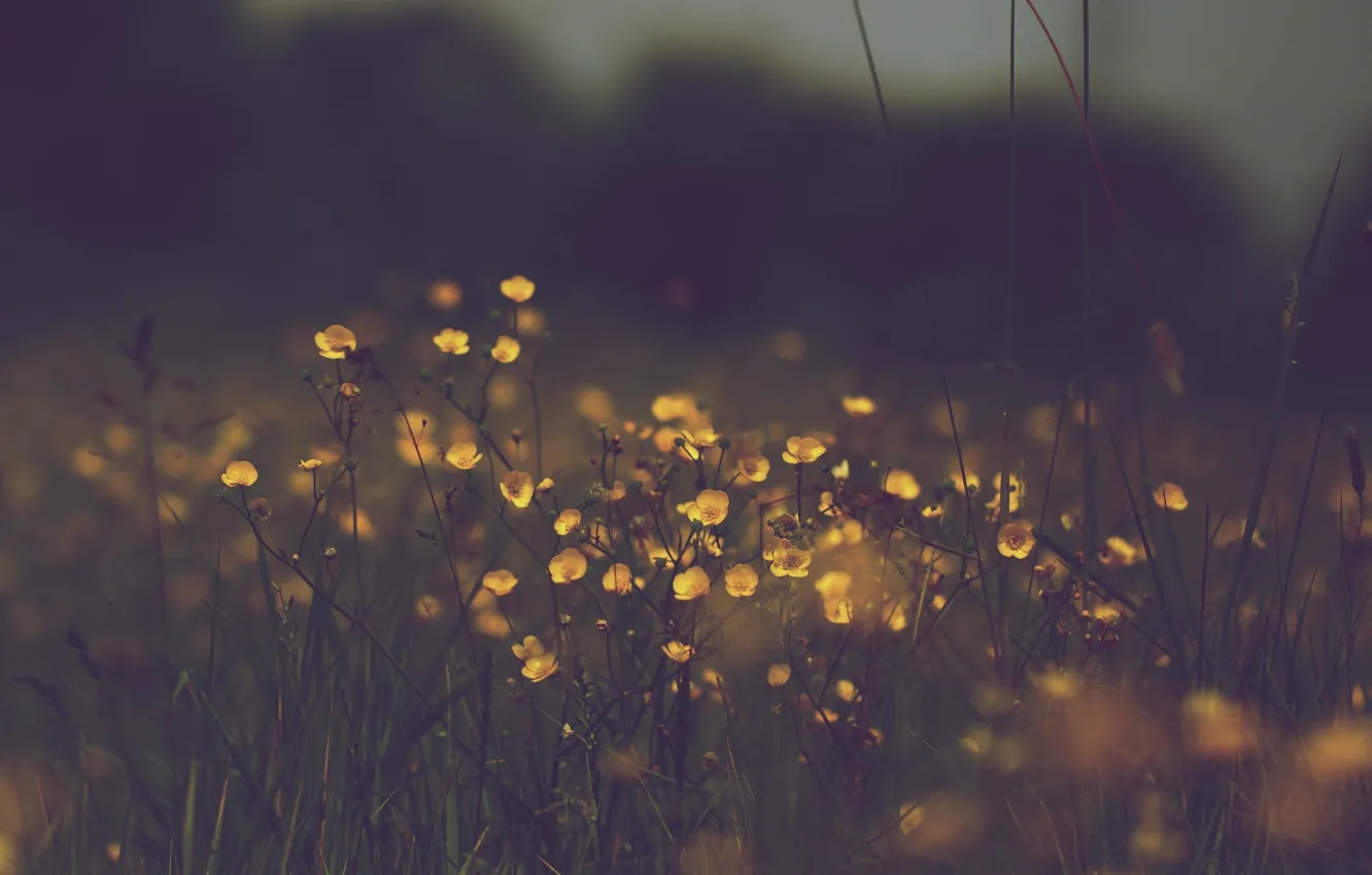 Photo wallpaper grass, flowers, yellow, tarnish
