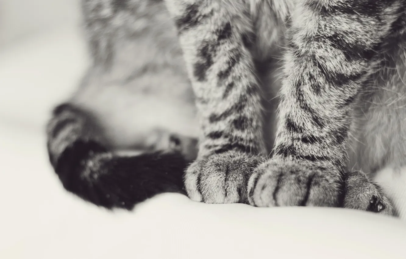 Photo wallpaper cat, cat, legs, wool