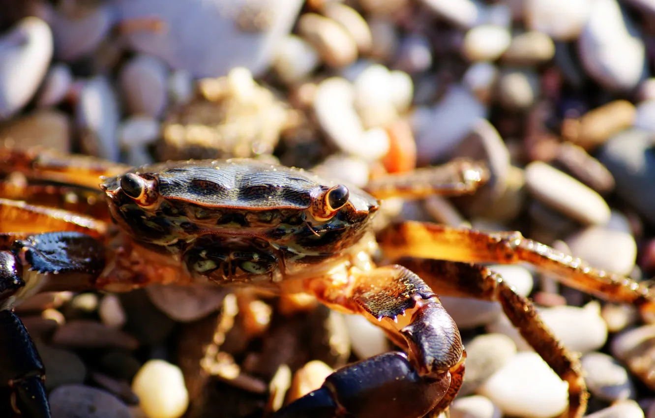 Photo wallpaper pebbles, stones, crab, claws, shell