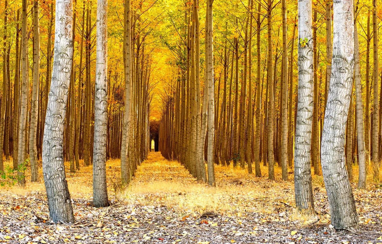 Photo wallpaper autumn, forest, nature