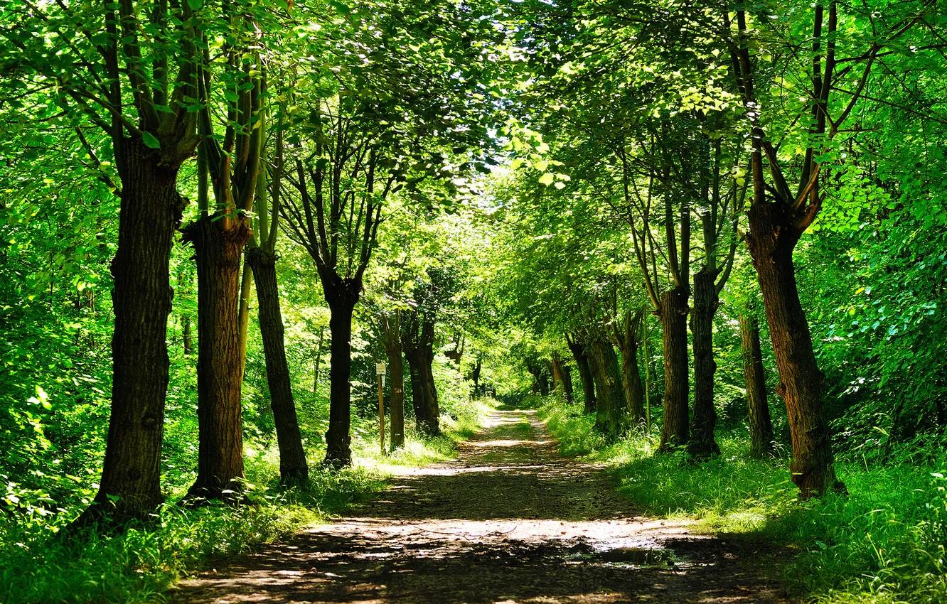 Photo wallpaper road, greens, forest, grass, leaves, trees, nature, Park