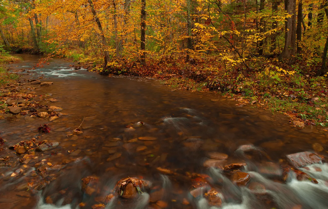 Photo wallpaper autumn, forest, trees, river, stones
