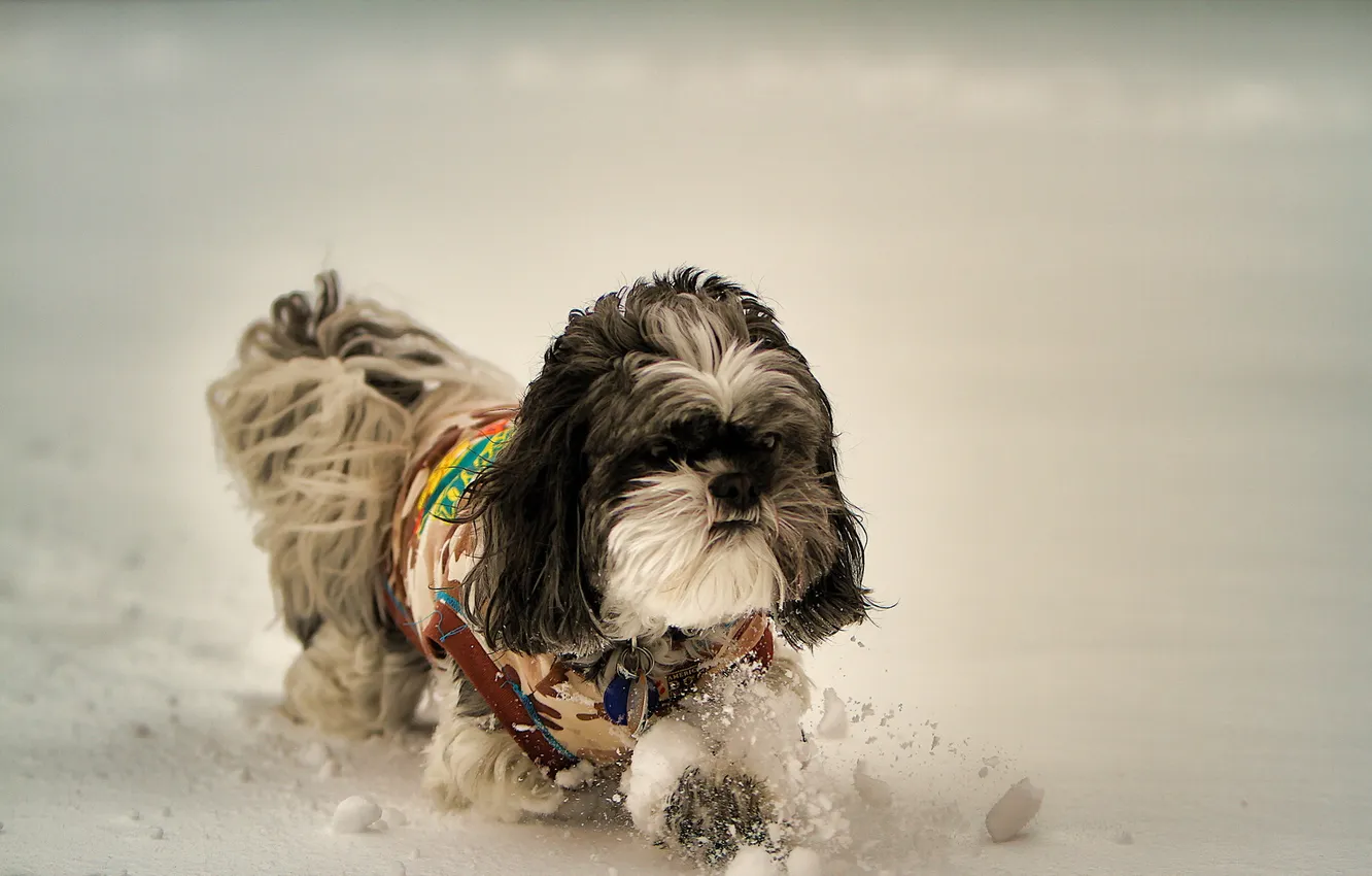 Photo wallpaper winter, snow, dog