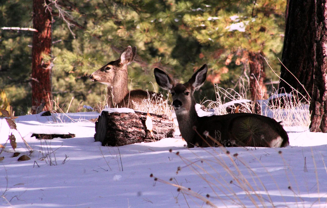 Photo wallpaper winter, forest, USA, deer, California, the Sierra Nevada