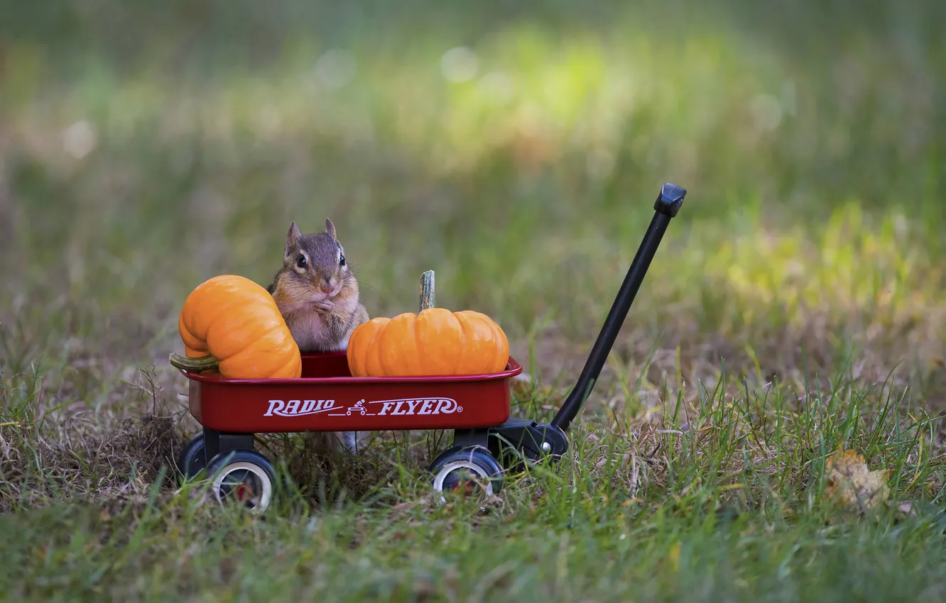 Photo wallpaper glade, pumpkin, truck, Chipmunk