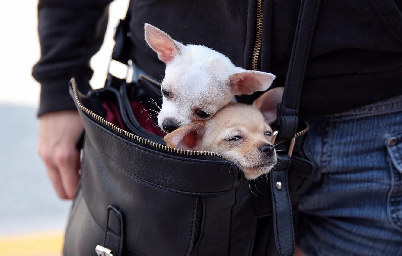 Photo wallpaper dogs, bag, a couple, Chihuahua, moving, faces