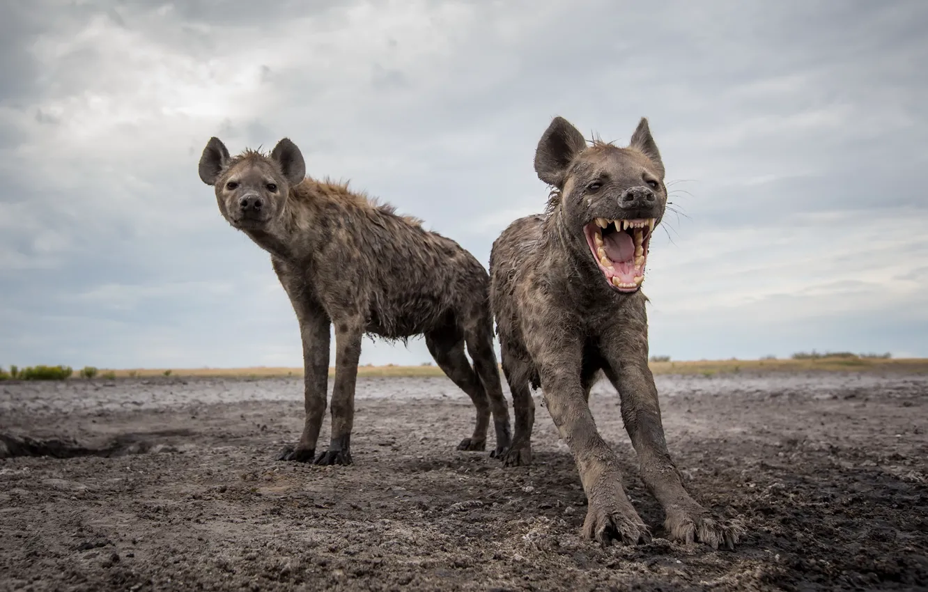 Photo wallpaper nature, hyena, beast