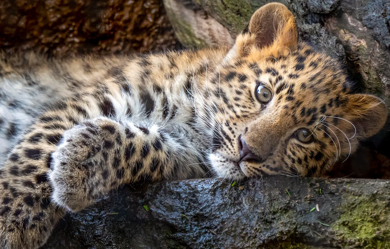 Photo wallpaper portrait, baby, leopard