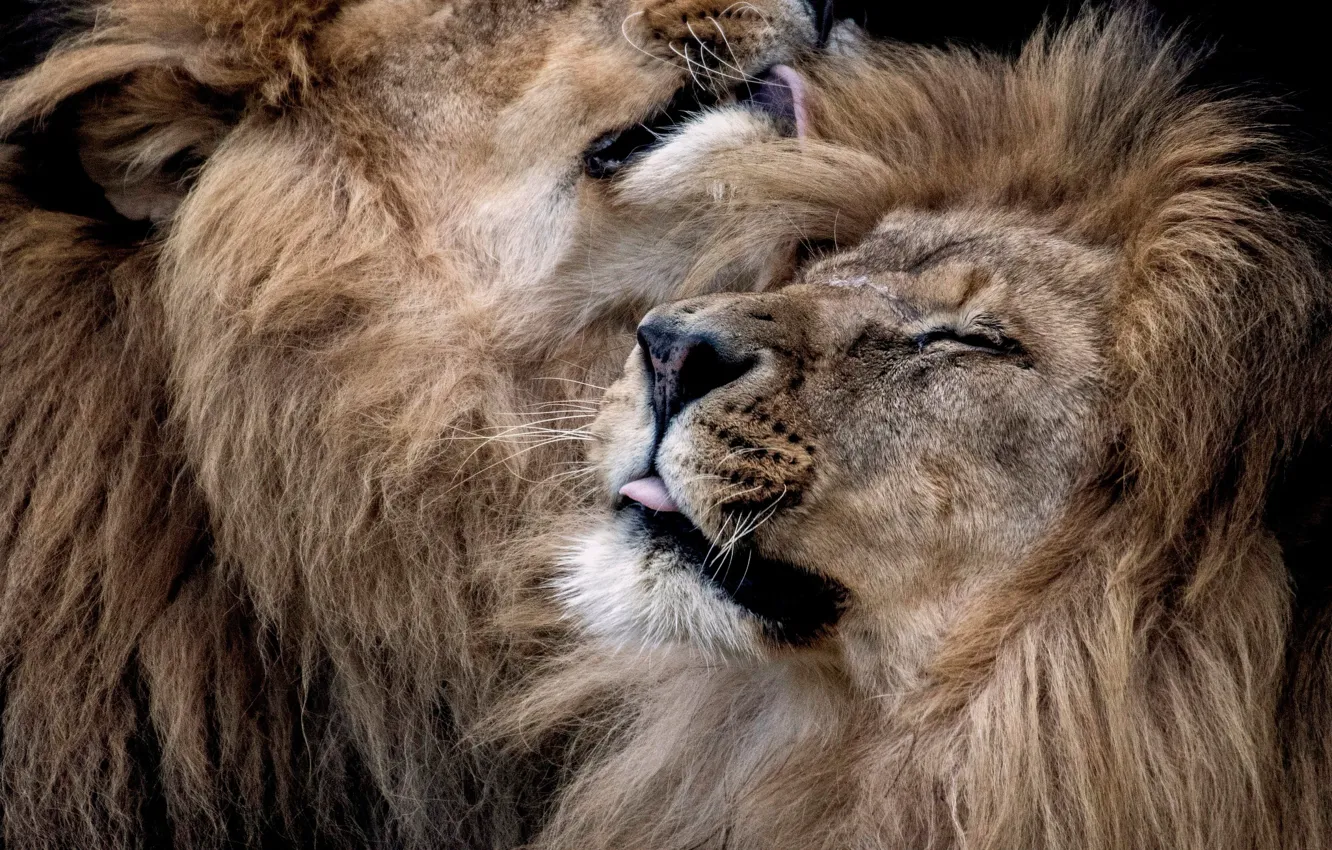 Photo wallpaper Leo, mane, lions, wild cat, muzzle, BROTHERLY love