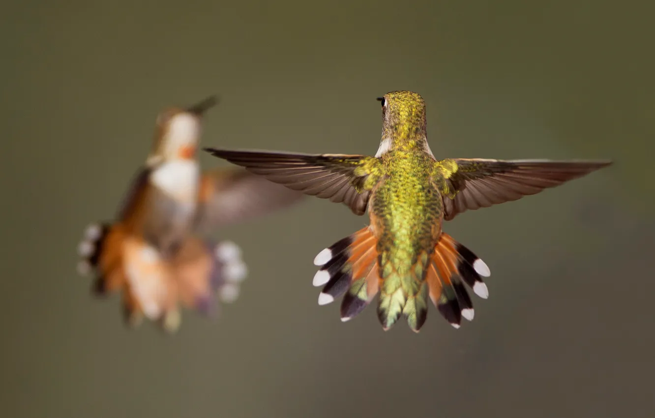 Photo wallpaper bird, wings, Buffy Hummingbird