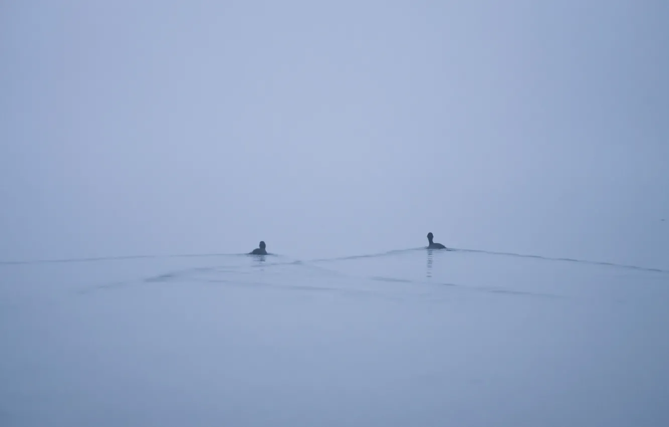 Photo wallpaper fog, lake, duck, minimalism