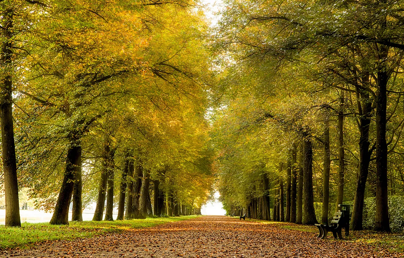 Photo wallpaper autumn, leaves, bench, Park, alley