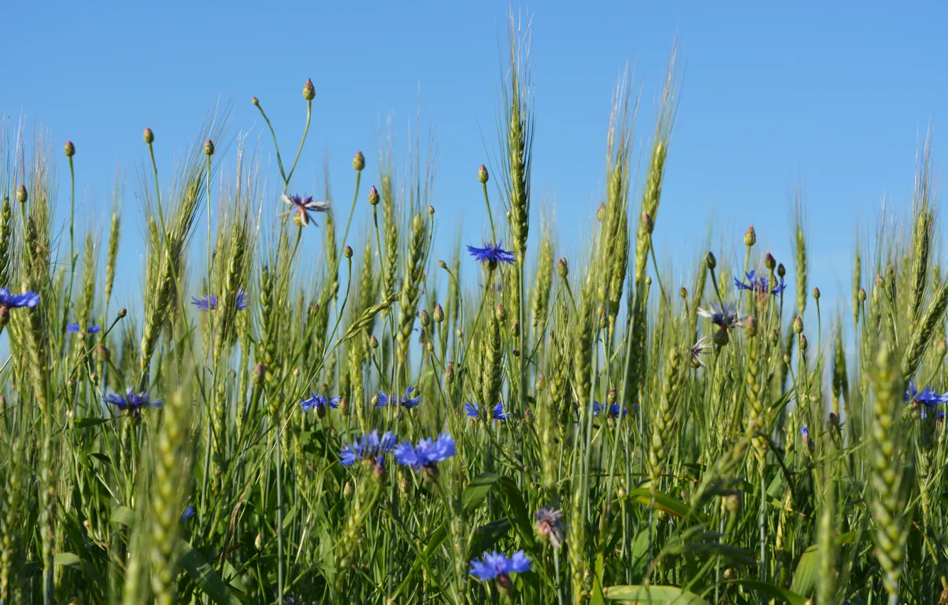 Photo wallpaper wheat, field, summer, flowers, beauty, ears, cornflowers, June